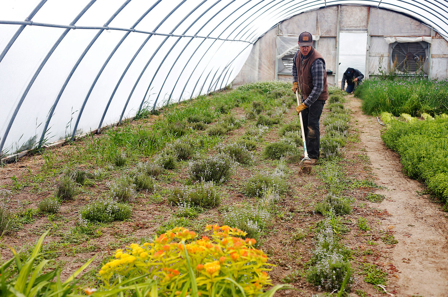 Purple Sage greenhouse